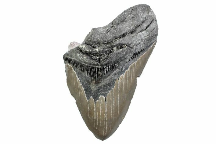 Partial, Fossil Megalodon Tooth - North Carolina #370223